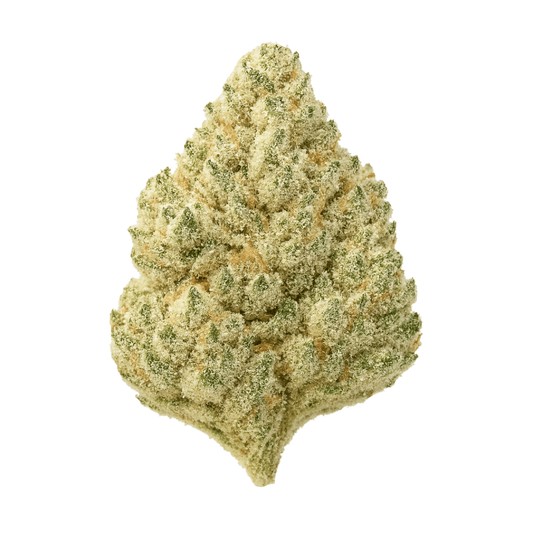 Super Silver THCA flower bud on a white background, showing creamy citrus-haze coloration with frosty trichomes and dense structure