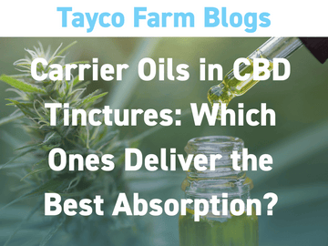 CBD oil dropper above a tincture bottle with text overlay: Carrier Oils in CBD Tinctures – Which Ones Deliver the Best Absorption?