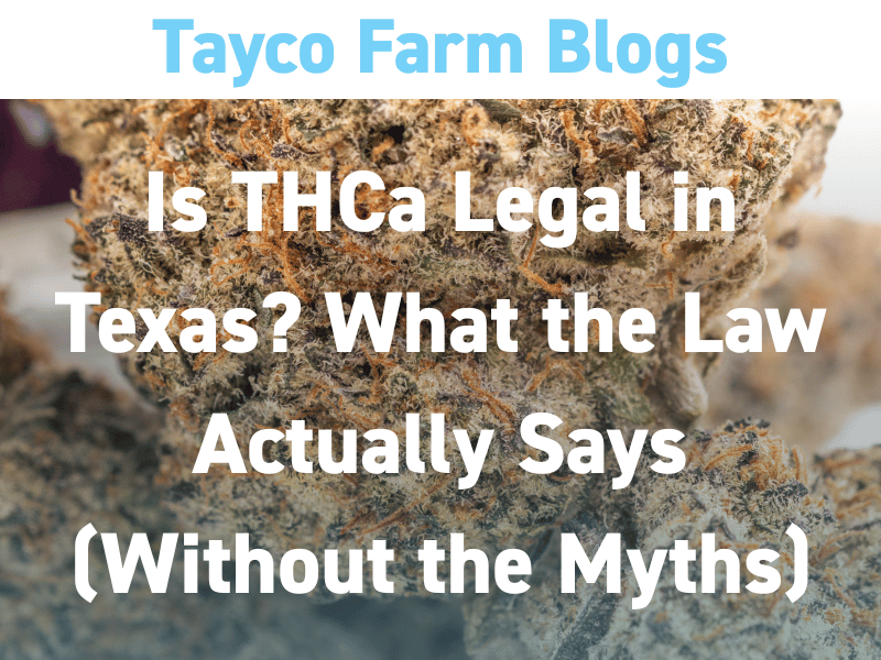 Is THCa legal in Texas explanation with close-up of hemp flower under Texas hemp law discussion
