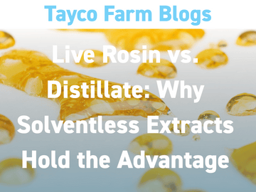 Text overlay on golden cannabis extract: 'Live Rosin vs. Distillate: Why Solventless Extracts Hold the Advantage' – Tayco Farm Blogs header