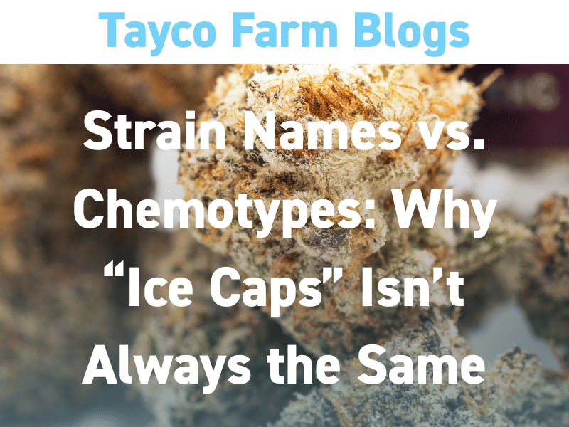 Ice Caps THCa flower close-up explaining strain names vs chemotypes and why Ice Caps isn’t always the same