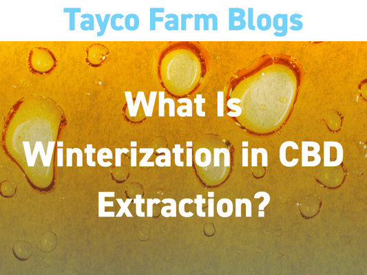 Close-up of golden CBD oil with text overlay: What Is Winterization in CBD Extraction?