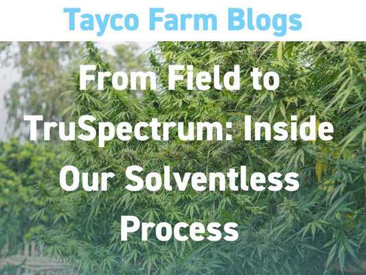 Tayco Farms solventless process blog cover with hemp plants
