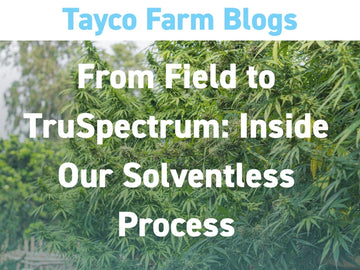 Tayco Farms solventless process blog cover with hemp plants