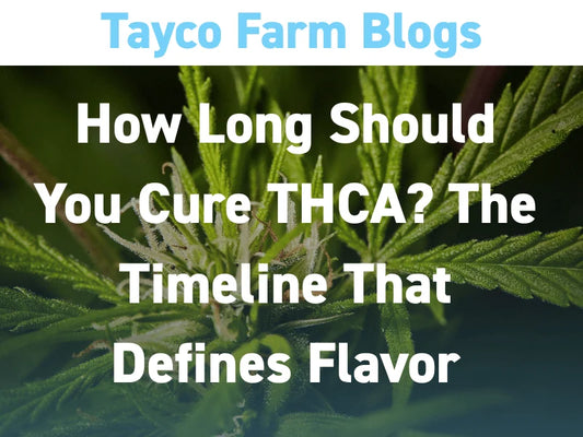 THCA flower curing timeline blog cover with hemp plants