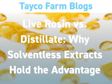 Live rosin versus distillate blog cover with golden extract