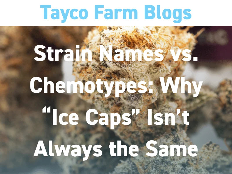 Strain names versus chemotypes blog cover with hemp flower