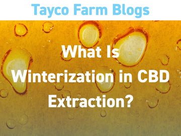 CBD winterization blog cover with golden oil droplets