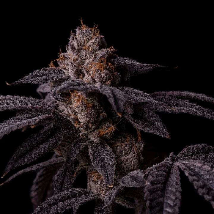 Purple hemp flower bud on a black background