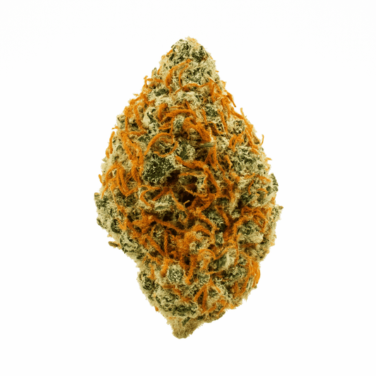Cheetoz THCA flower bud on a white background, showing bright orange pistils and dense frosty structure