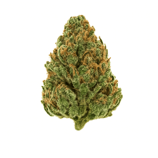 Monkey Spunk THCa flower bud on a white background, dense hybrid nug with orange hairs and trichomes.