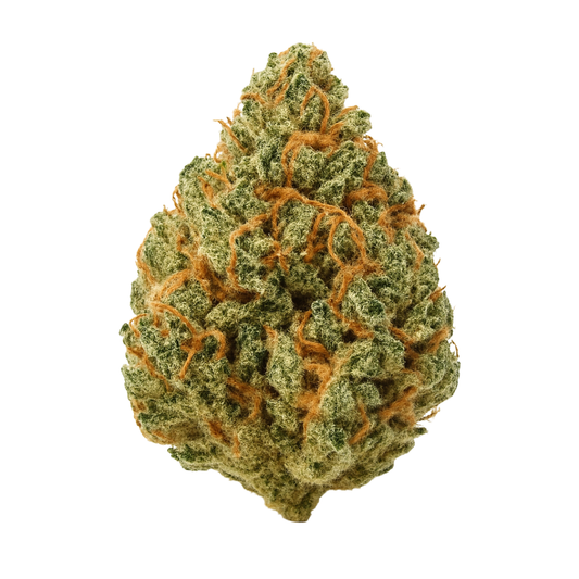 Mule Fuel THCA flower bud on a white background, showing dense gassy structure with bright orange pistils