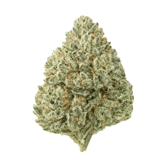 Sin Mintz THCA flower bud on a white background, showing frosty mint-green coloration with dense trichomes and subtle purple highlights