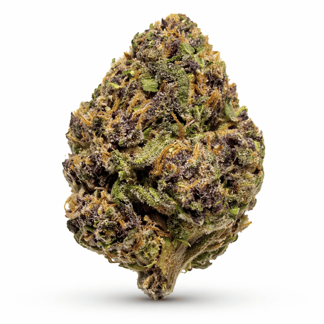 Purple GMO Flower bud on a white background
